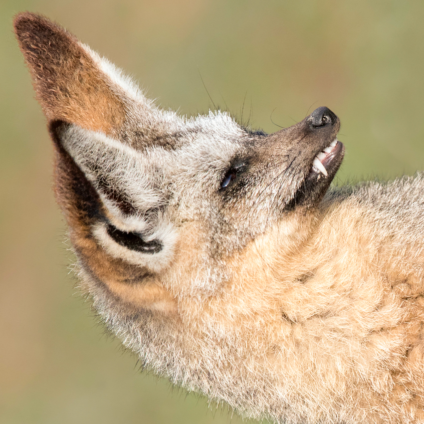 OuiSi Nature: 4 – Bat-eared Fox – Melissa Groo