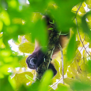 OuiSi Nature: 6 – Coiba Howler Monkey – Christian Ziegler