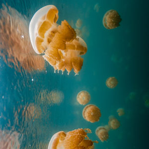 OuiSi Nature: 9 – Golden Jellyfish – Inka Cresswell