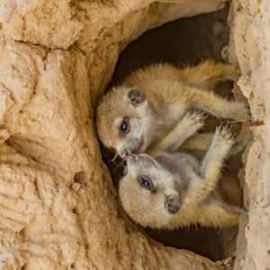 OuiSi Nature: 10 – Meerkat Pups at Burrow Entrance – Jen Guyton