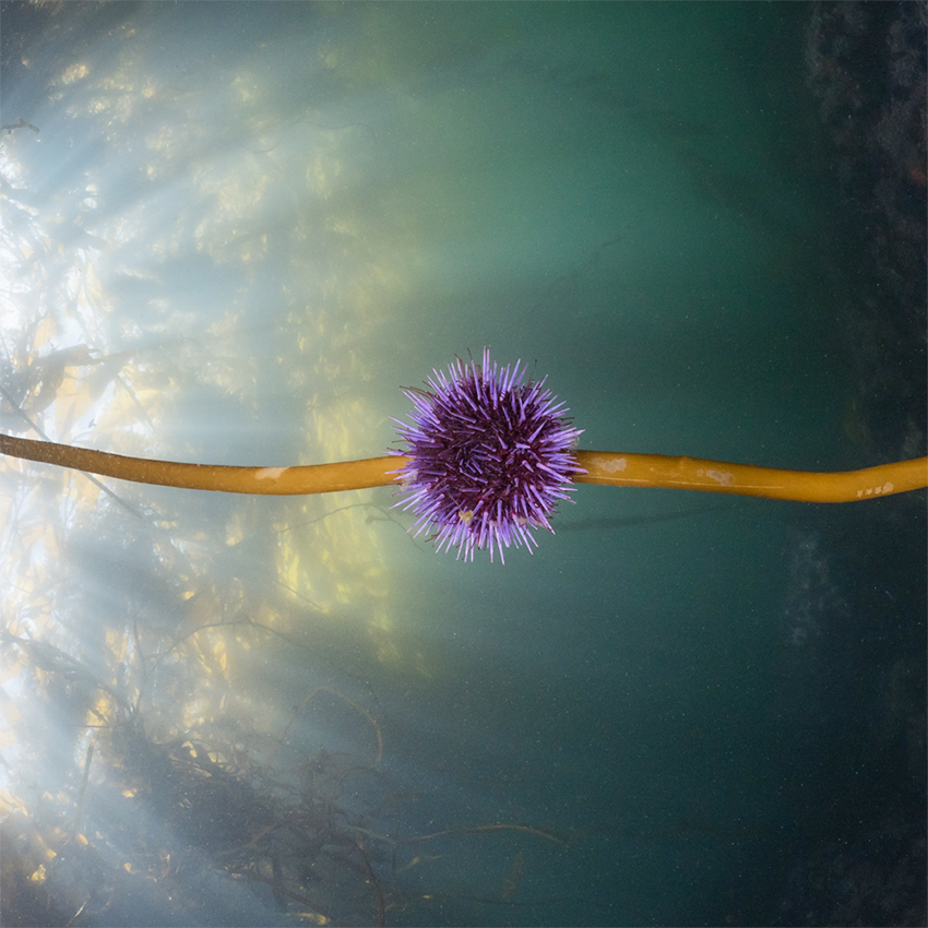 OuiSi Nature: 13 – Purple Urchin on Kelp – Kate Vylet
