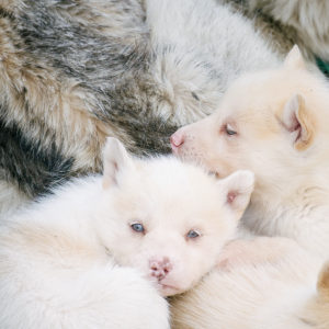 OuiSi Nature: 14 – Greenlandic Huskies – Kiliii Yuyan