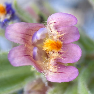 OuiSi Nature: 16 – Flower of Barneby’s Beardtongue – Matt Berger