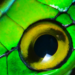 OuiSi Nature: 20 – Parrot Snake – Jose G Martinez-Fonseca
