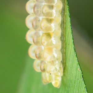 OuiSi Nature: 22 – Jewel Caterpillar – Lenz Lim
