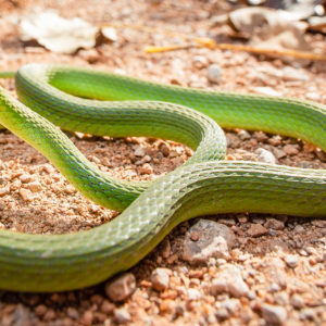 OuiSi Nature: 31 – Rough Green Snake – Joseph Saunders