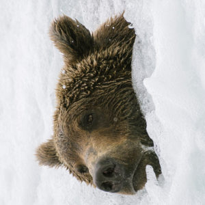 OuiSi Nature: 33 – Alaskan Brown Bear – Kiliii Yuyan