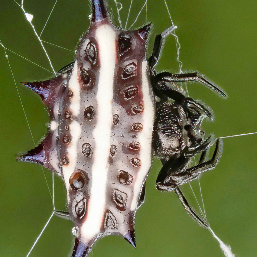 OuiSi Nature: 34 – Spiny Orb Weaver – Lenz Lim