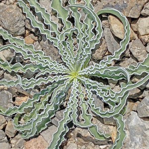 OuiSi Nature: 35 – Leaves of the Desert Green Gentian – Matt Berger