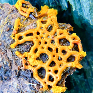 OuiSi Nature: 36 – Pretzel Slime Mold on Bark – Meg Madden