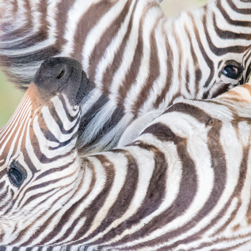 OuiSi Nature: 41 – Grant’s Zebra Foals – Melissa Groo