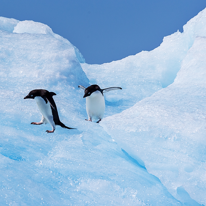 OuiSi Nature: 42 – Adelie Penguins on Iceberg – Camille Seaman