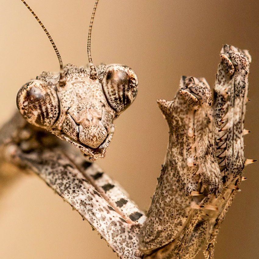 OuiSi Nature: 49 – African Twig Mantis – Joseph Saunders