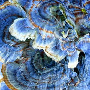 OuiSi Nature: 54 – Blue Turkey Tail Mushrooms – Meg Madden