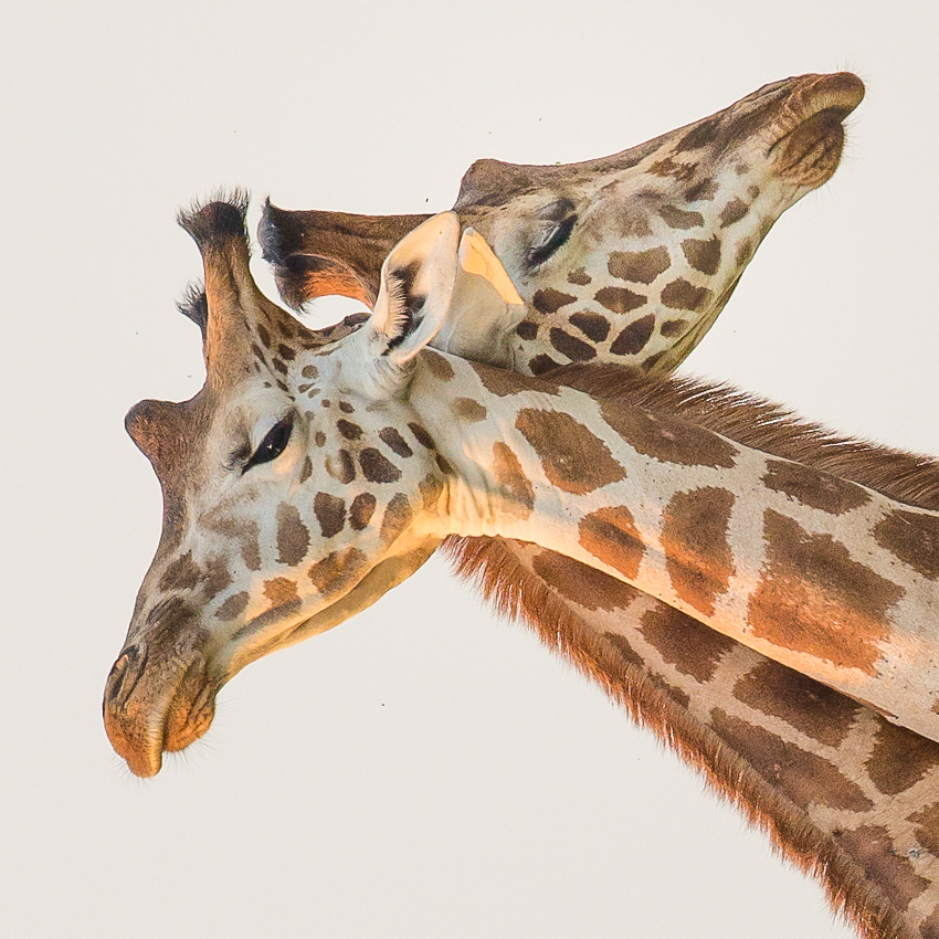 OuiSi Nature: 55 – Rothschild Giraffe Males – Melissa Groo