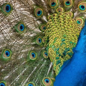 OuiSi Nature: 56 – Indian Blue Peafowl – Octavio Aburto