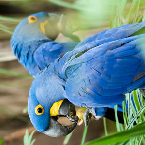 OuiSi Nature: 57 – Hyacinth Macaw – Tania Escobar