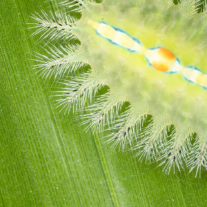 OuiSi Nature: 58 – Slug Moth Caterpillar – Lenz Lim
