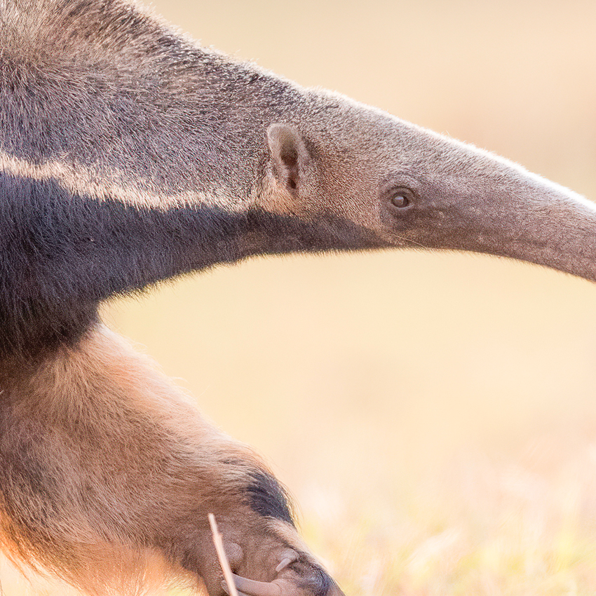 OuiSi Nature: 59 – Giant Anteater Walks the Savanna – Melissa Groo
