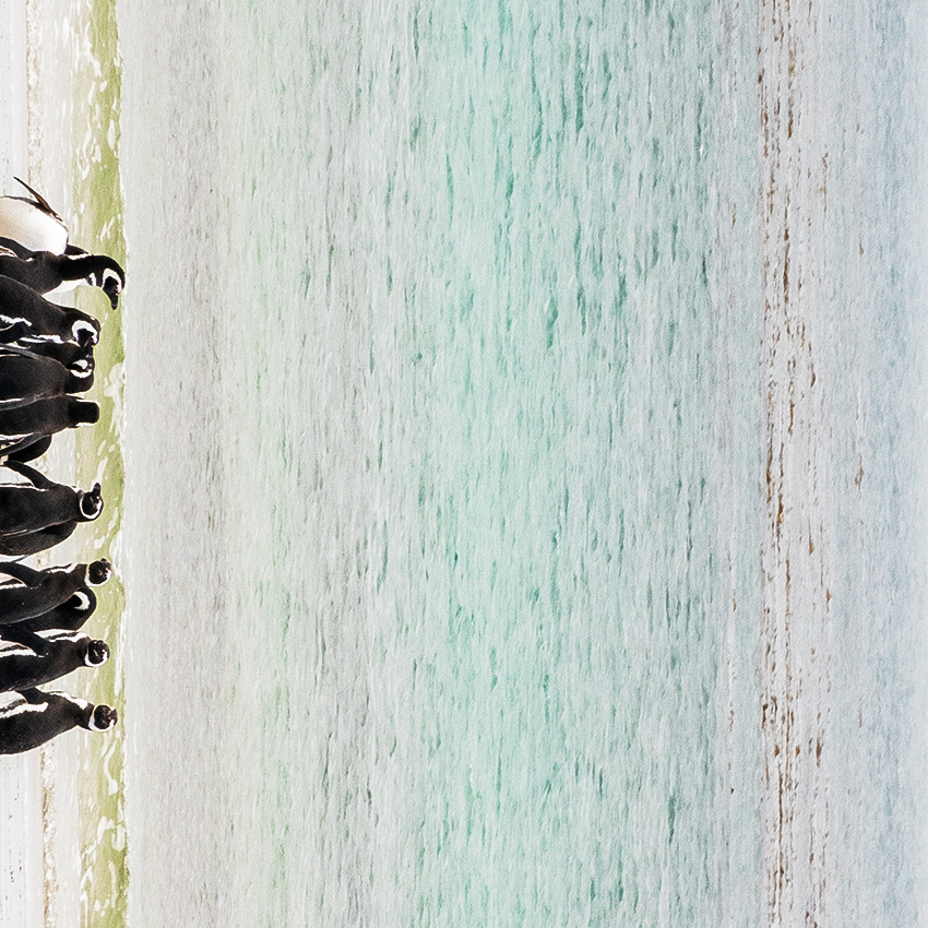 OuiSi Nature: 60 – Magellanic Penguins – Camille Seaman
