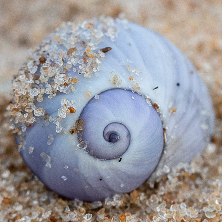 OuiSi Nature: 63 – Shellfish Seashell – Inae Guion