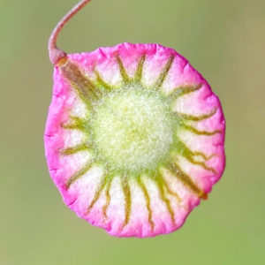 OuiSi Nature: 71 – Fruit of the Ribbed Fringepod – Matt Berger