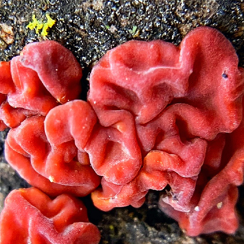 OuiSi Nature: 72 – Red Tree Brain Fungus – Meg Madden