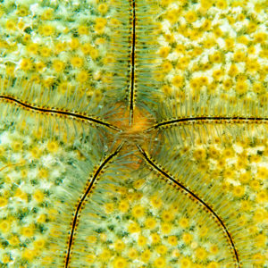 OuiSi Nature: 74 – Sponge Brittle Star – Octavio Aburto
