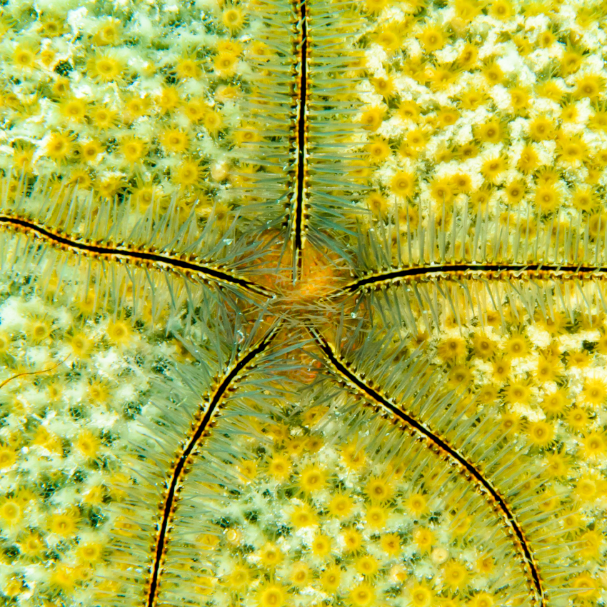 OuiSi Nature: 74 – Sponge Brittle Star – Octavio Aburto
