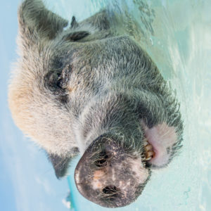 OuiSi Nature: 77 – Pig Swimming in Ocean – Melissa Groo