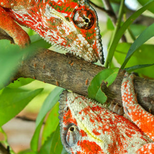 OuiSi Nature: 79 – Panther Chameleons – Christian Ziegler
