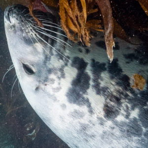 OuiSi Nature: 82 – Grey Seal – Inka Cresswell