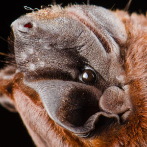 OuiSi Nature: 84 – Sinaloan Mastiff Bat – Jose G Martinez-Fonseca