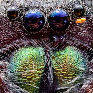 OuiSi Nature: 85 – Bold Jumping Spider – Joseph Saunders