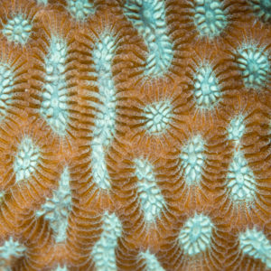 OuiSi Nature: 86 – Closed Brain Coral – Kate Vylet