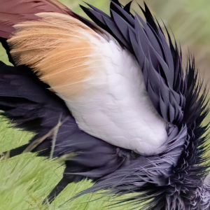OuiSi Nature: 88 – African Grey-crowned Crane – Lenz Lim