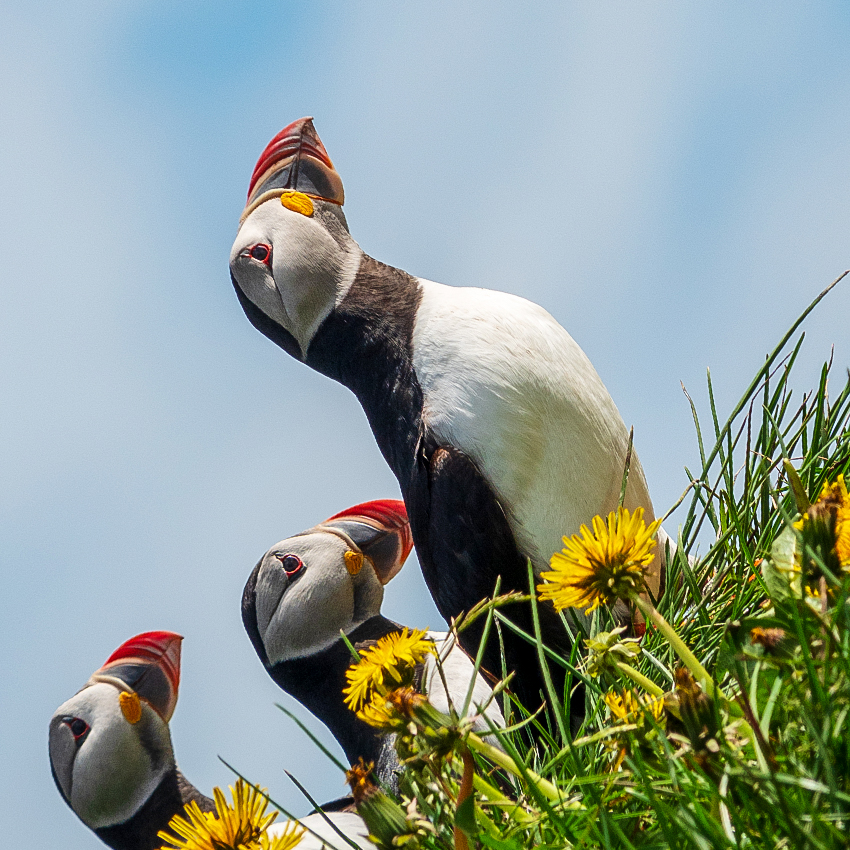 OuiSi Nature: 96 – Atlantic Puffins among Dandelions – Camille Seaman