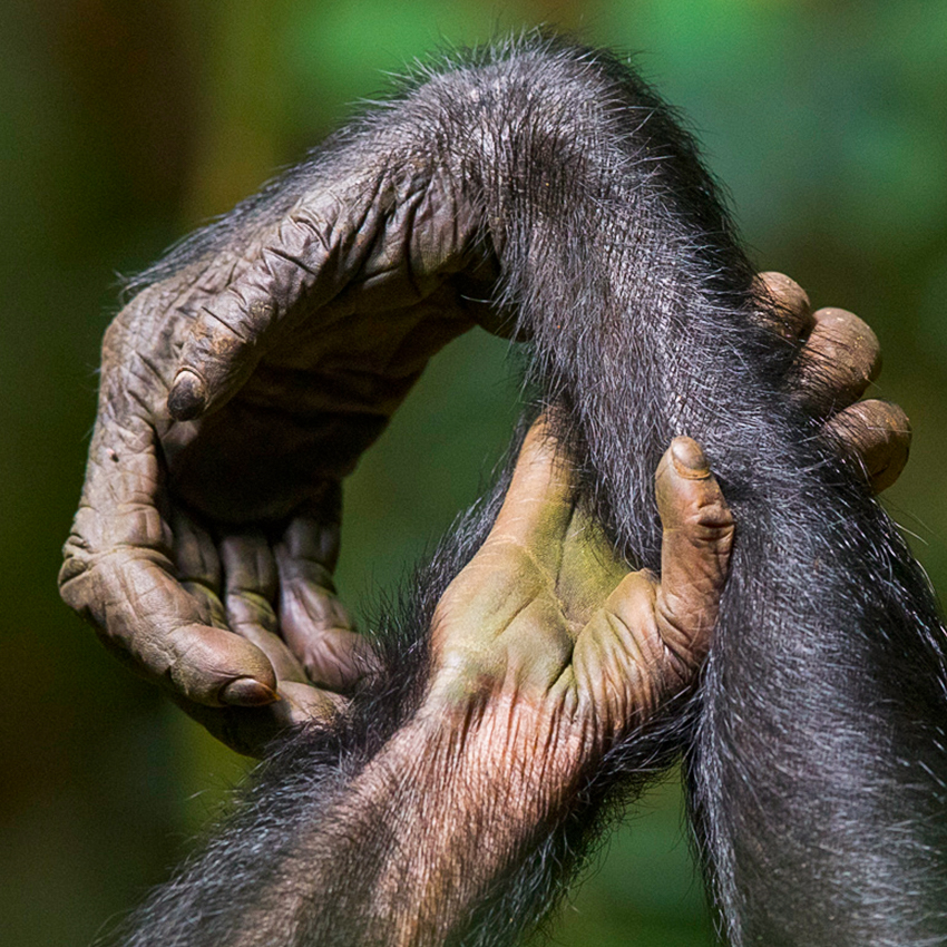OuiSi Nature: 97 – Male Bonobo – Christian Ziegler