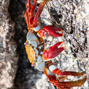 OuiSi Nature: 99 – Sally Lightfoot Crab – Inae Guion
