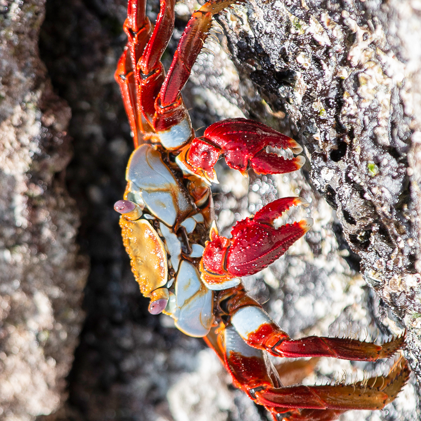 OuiSi Nature: 99 – Sally Lightfoot Crab – Inae Guion
