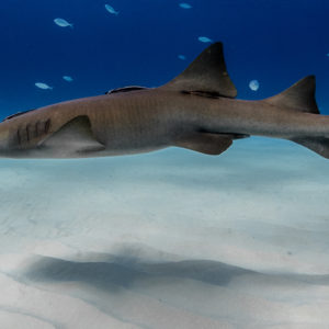 OuiSi Nature: 100 – Nurse Shark – Inka Cresswell