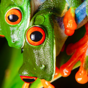 OuiSi Nature: 102 – Red-eyed Treefrog – Jose G Martinez-Fonseca