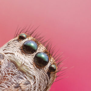 OuiSi Nature: 103 – Texas Paradise Jumping Spider – Joseph Saunders
