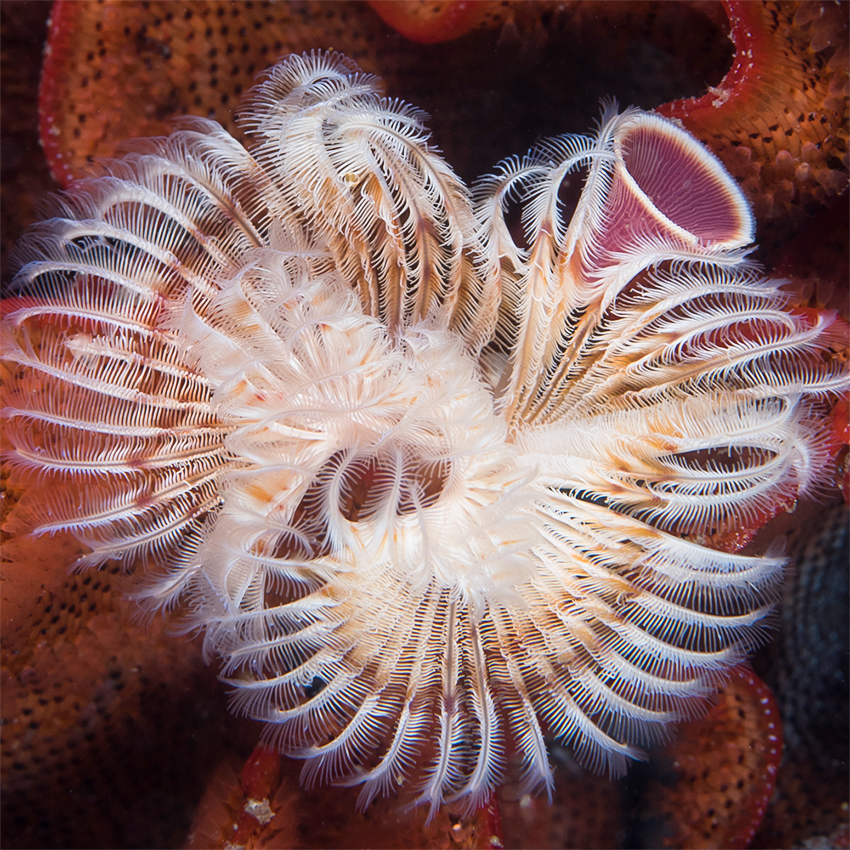 OuiSi Nature: 104 – Calcareous Tubeworm embedded Among Bryozoan – Kate Vylet