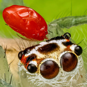 OuiSi Nature: 106 – Two-striped Jumping Spider with Mite – Lenz Lim