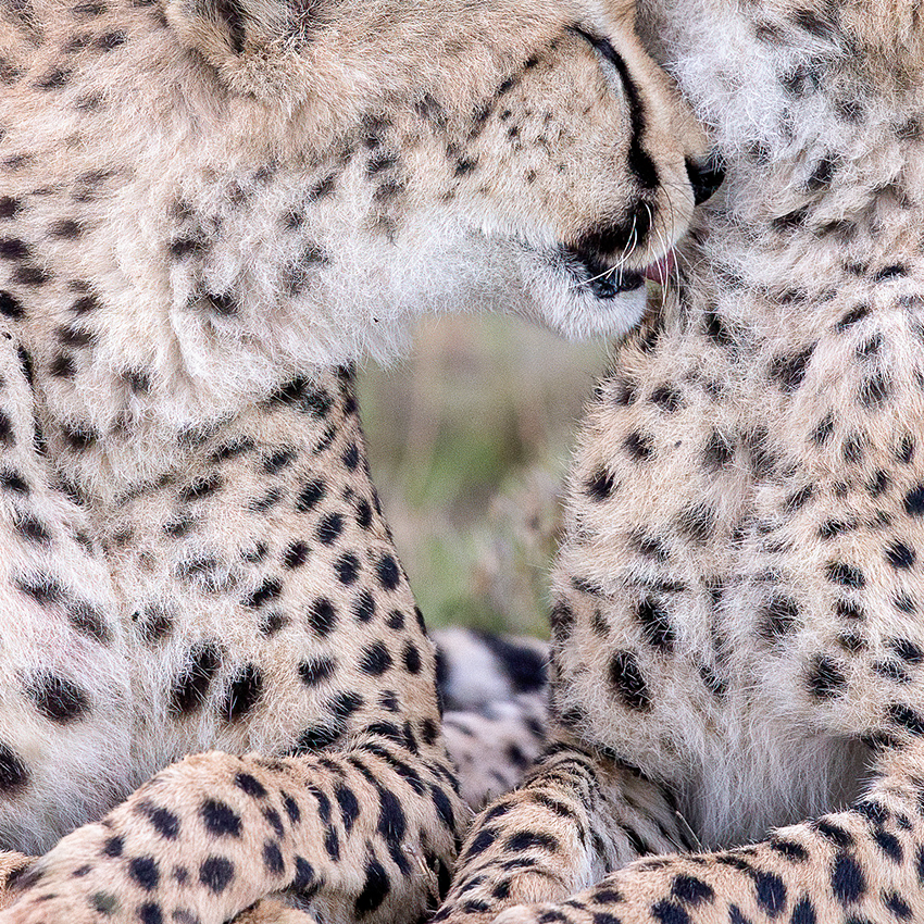 OuiSi Nature: 109 – Cheetah Siblings – Melissa Groo
