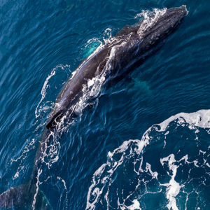 OuiSi Nature: 111 – Humpback Whales – Camille Seaman
