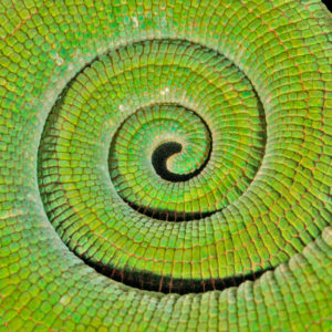 OuiSi Nature: 112 – Parson Chameleon – Christian Ziegler