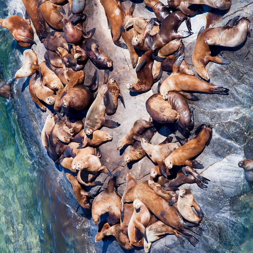 OuiSi Nature: 113 – Steller Sea Lions – Daniel Beltra