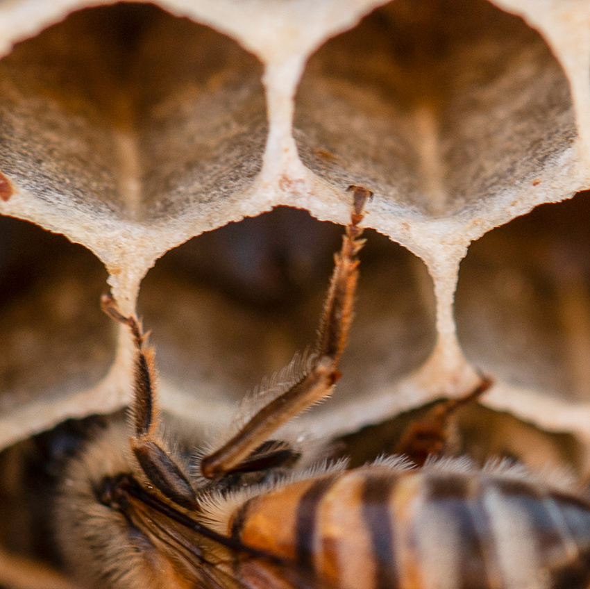 OuiSi Nature: 114 – Honeybees in the Honeycomb – Inae Guion